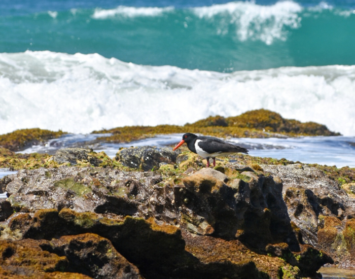 Black and white Australian Pied Oystercatcher standing on a rocky shore with ocean waves crashing behind.
