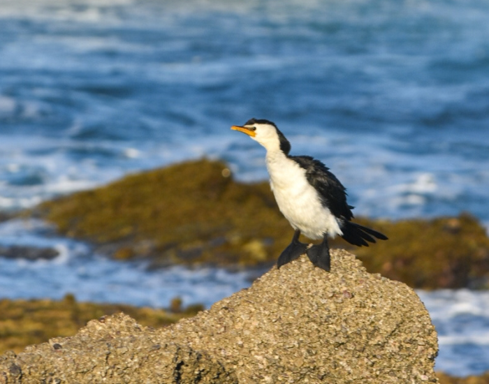 Australian pied cormorant perched on a rock by the water at Lake Arragan.