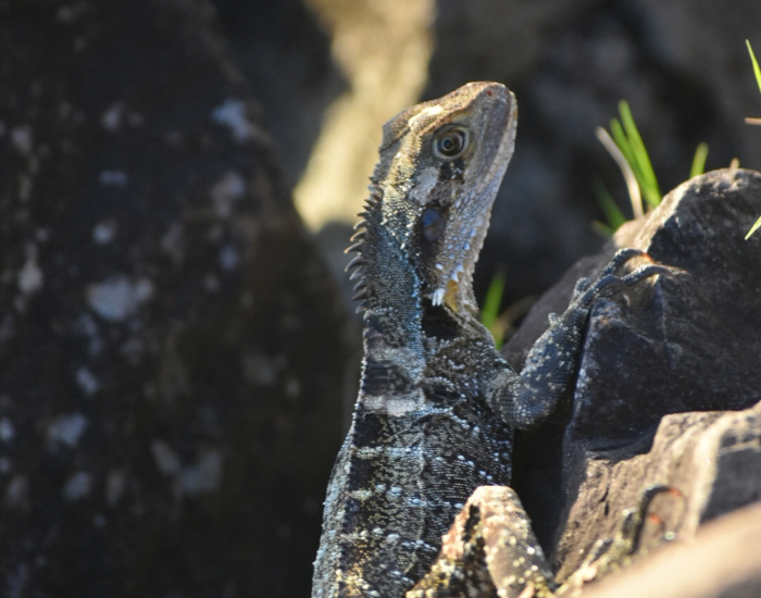 Australian Water Dragon perched on dark rocks, looking upwards.
