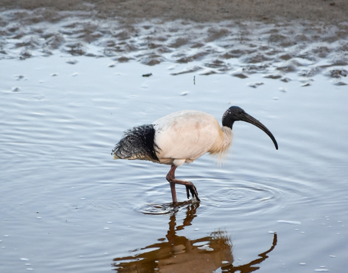 Australian White Ibis wading through shallow water with its reflection visible below.