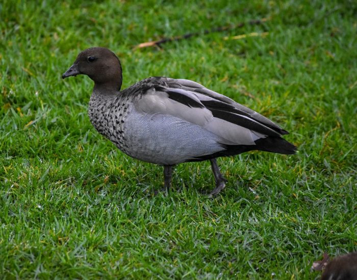 Australian Wood duck walking on grass