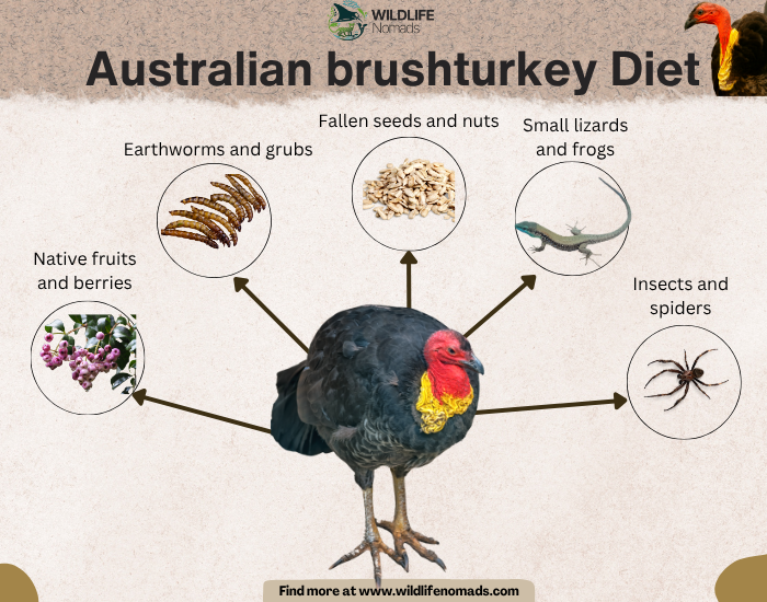 Diagram illustrating the varied omnivorous diet of the Australian brushturkey, featuring arrows pointing to native fruits, earthworms, seeds, small lizards, and insects.