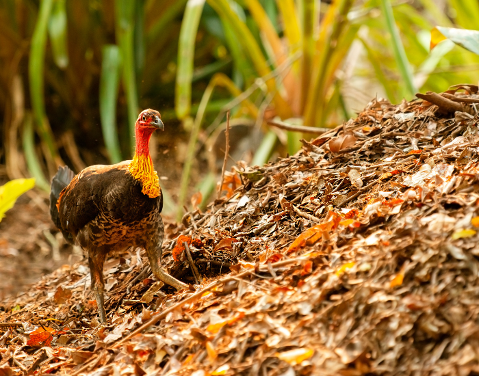 Australian-brushturkey- walking next to leaf litter