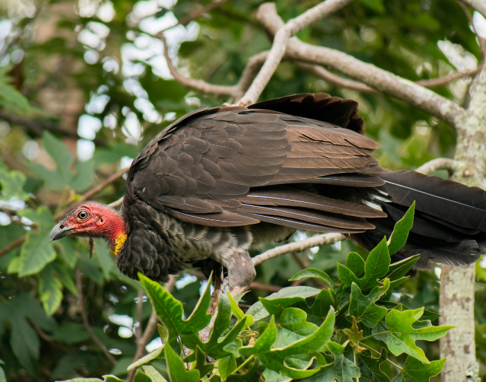 australian bush turkey on top of a tree in the wild