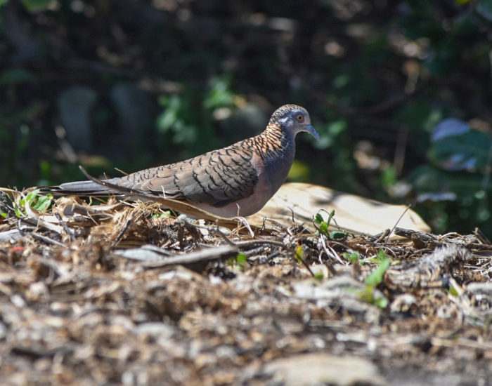 ar-shouldered dove foraging on the ground in Yuraygir National Park.