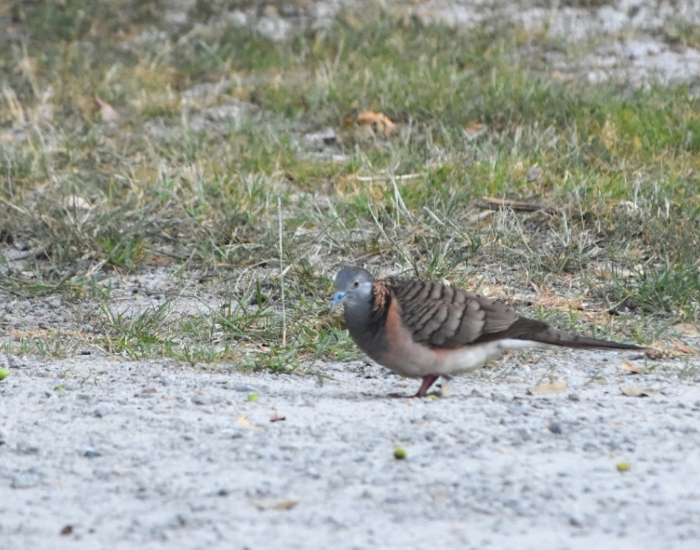 bar-shouldered dove foraging on the ground in Yuraygir National Park.