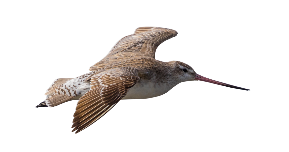 Bar-tailed godwit in flight