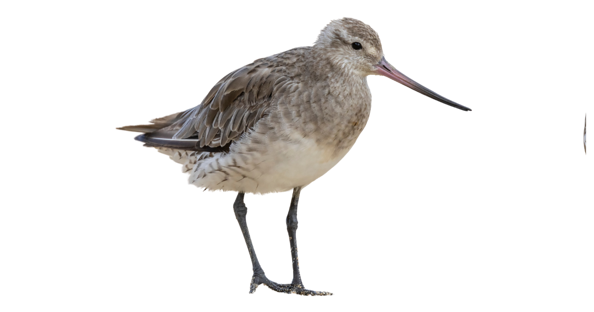 Bar-tailed godwit in grey non-breeding plumage