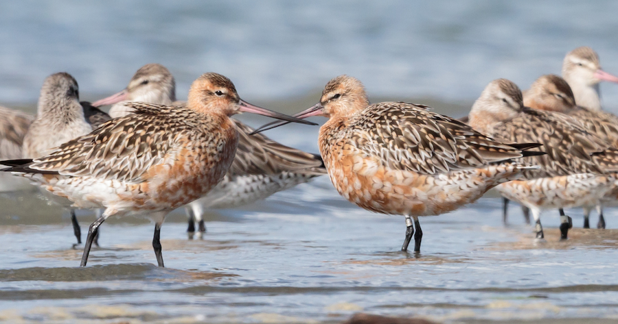 Bar-tailed godwit feeding on a tidal mudflat