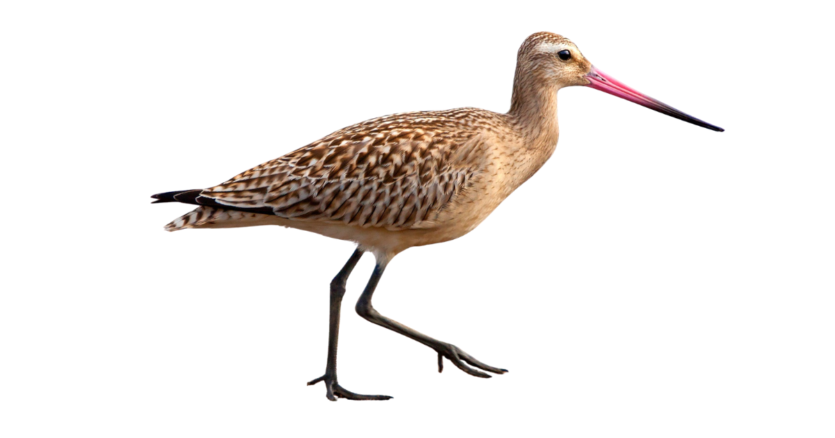 Bar-tailed godwit in rufous breeding plumage, Limosa lapponica