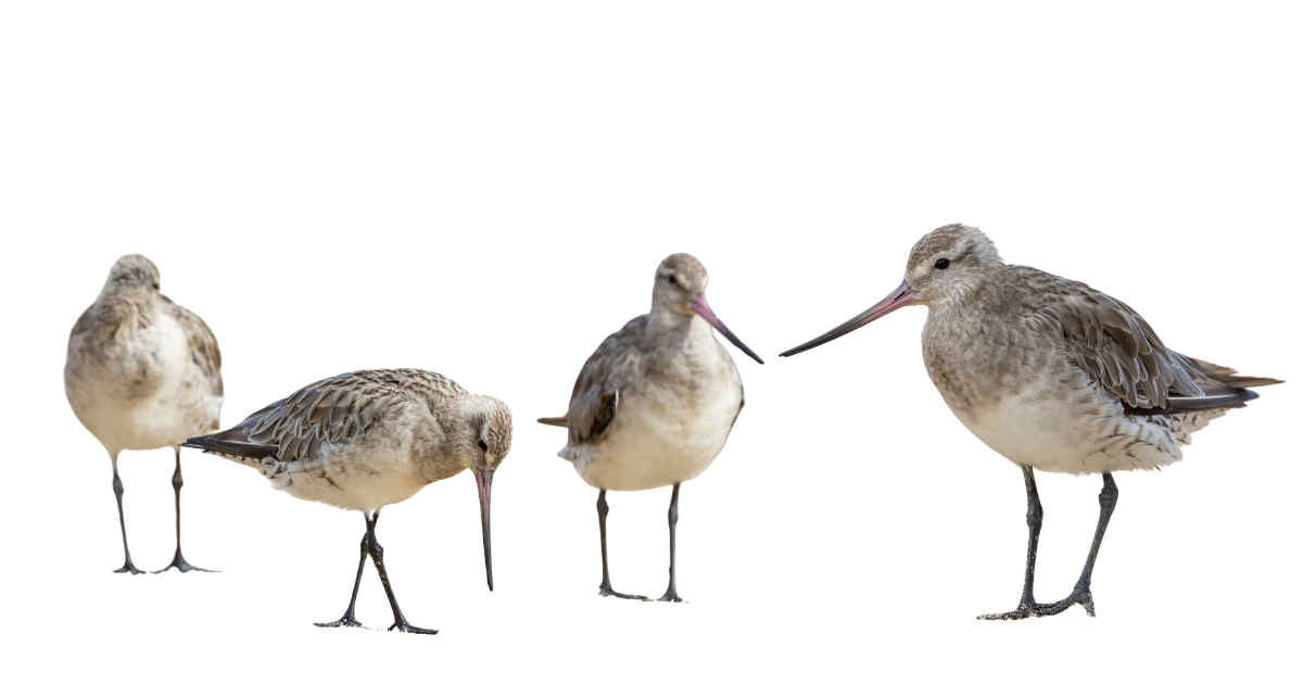 A small flock of bar-tailed godwits