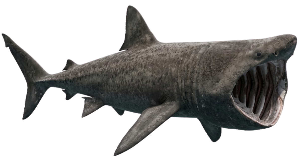 A basking shark in side profile, its huge mouth wide open to filter plankton