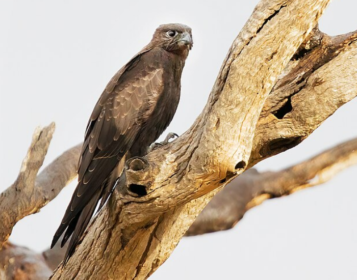 A dark brown Black Falcon perched vertically on a thick tree trunk.