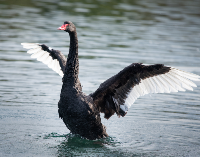 A black swan rising out of the water and spreading wide wings with bright white flight feathers.