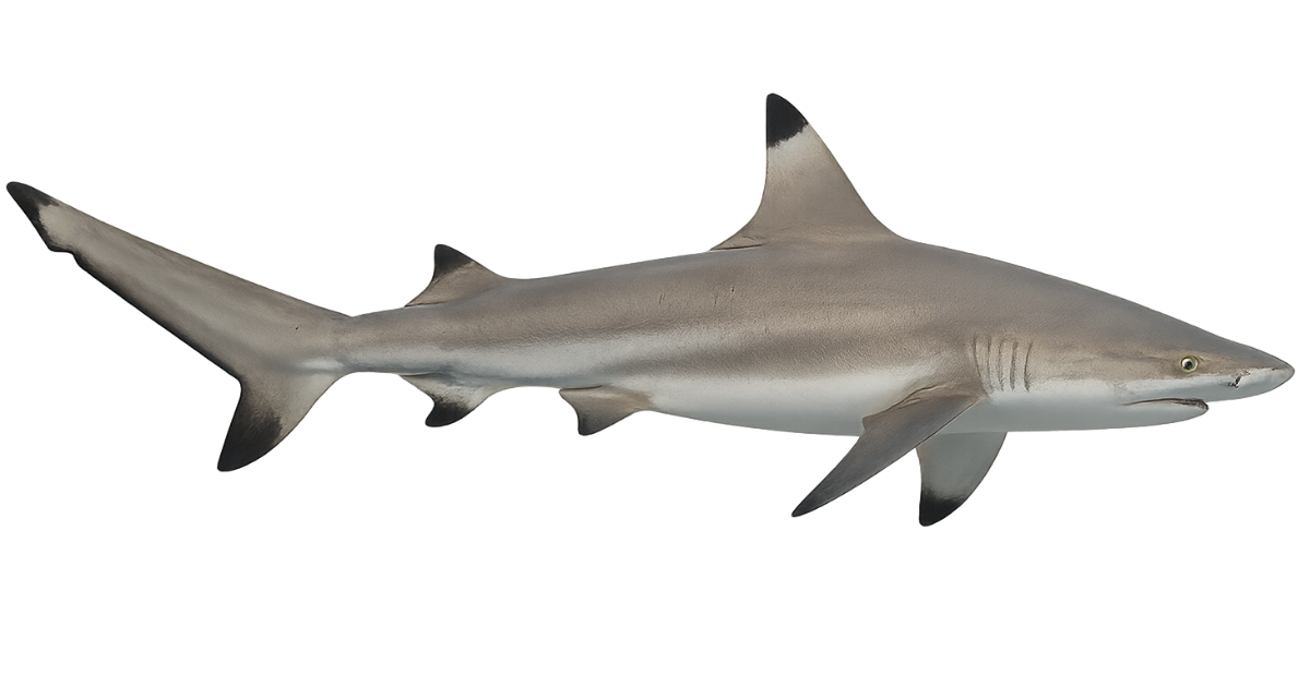 A blacktip reef shark in side profile, black tips on its fins