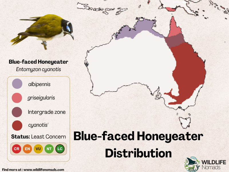 A map graphic titled "Blue-faced Honeyeater Distribution" showing the geographic range of the species across Australia. The map is color-coded by subspecies region (albipennis, griseigularis, cyanotis, and intergrade zones) with a key on the left, an illustration of the bird in the top-left, and an IUCN "Least Concern" status badge.