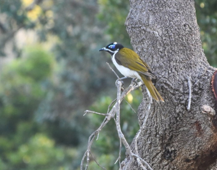 a Blue-faced honeyeater on a tree