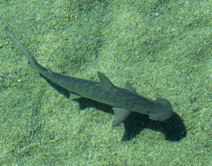 photo from above of a small Bonnethead Shark swimming nea the ocean floor
