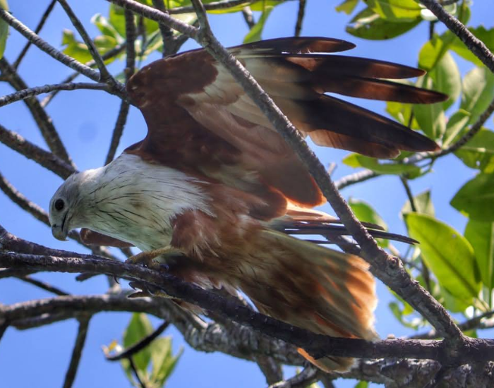 close up of a Brahminy Kite in the wild