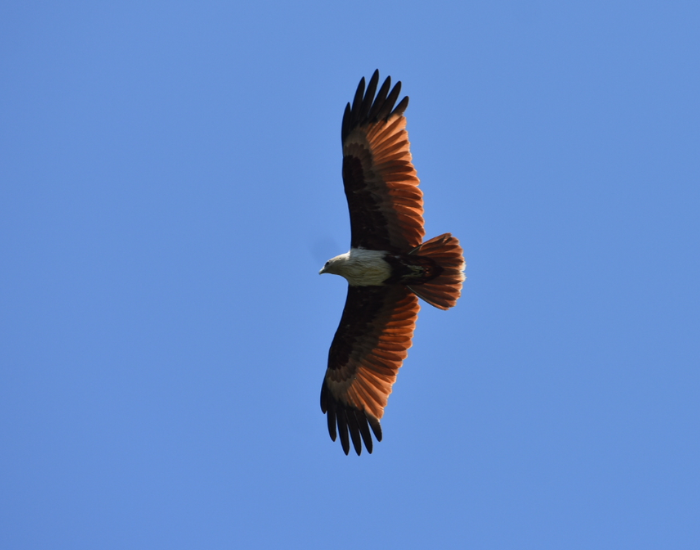 Brahminy Kite flying