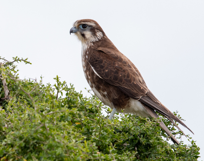 : A Brown Falcon perched atop a leafy green bush, shown in side profile against a light sky.