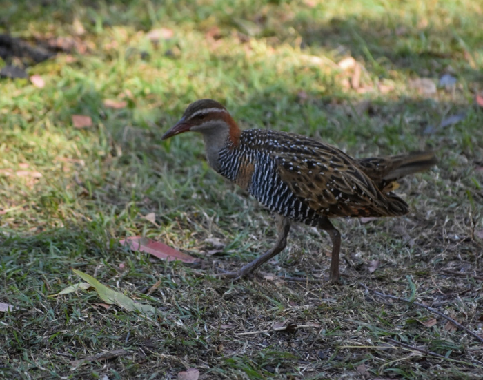A buff-banded rail walking across grassy ground