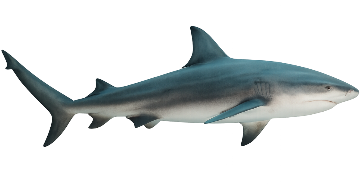 A bull shark in side profile, heavy grey body and short blunt snout