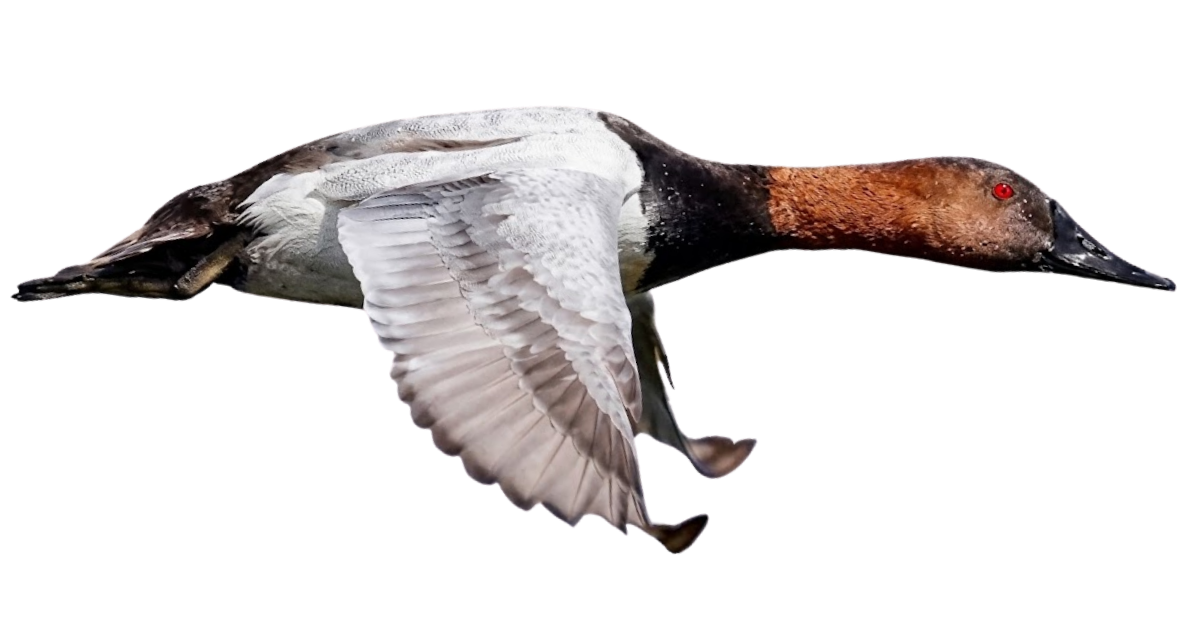 A canvasback at full speed, side view