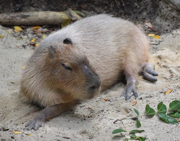 A capybara resting peacefully on sandy ground in a natural enclosure.