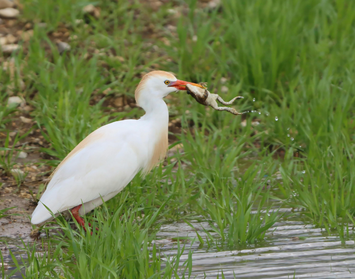 White cattle egret standing in shallow water among reeds.