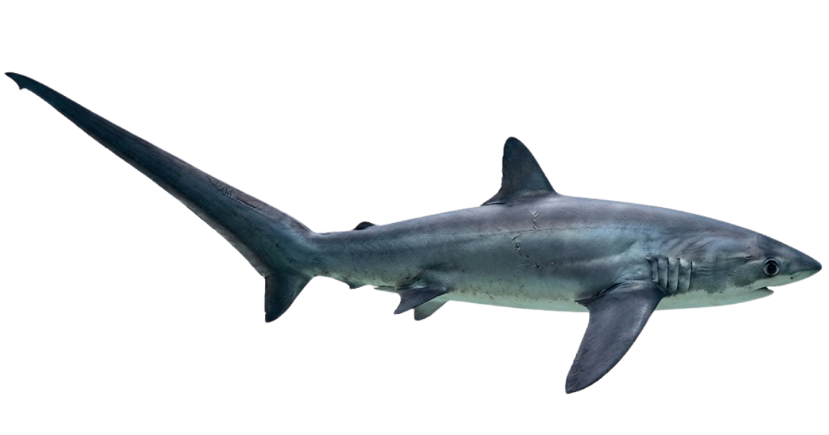 A common thresher shark in side profile, with a tail as long as its body