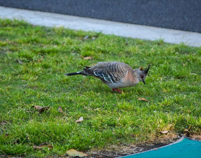 Crested Pigeon foraging on grass near a concrete path.
