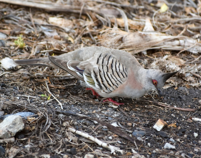 Crested pigeon walking on dirt ground.