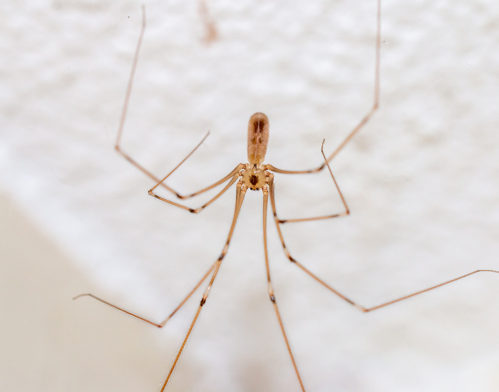 A delicate, pale brown daddy long-legs spider clinging to a textured white ceiling or wall.