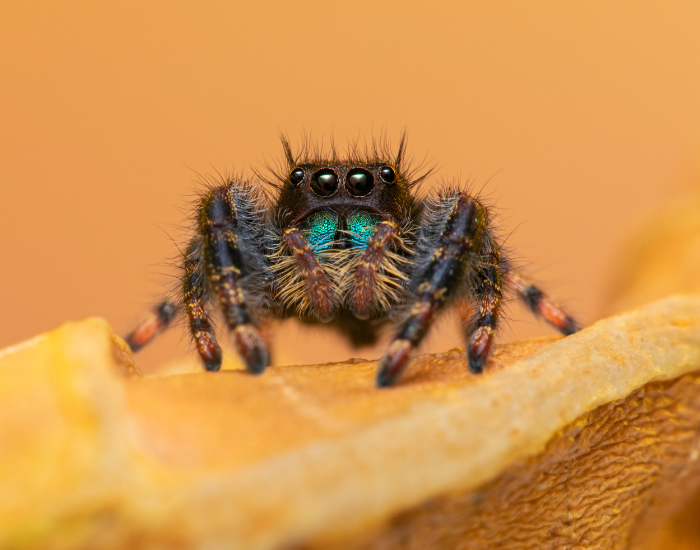 Black daring jumping spider with iridescent blue-green chelicerae resting on an orange background.