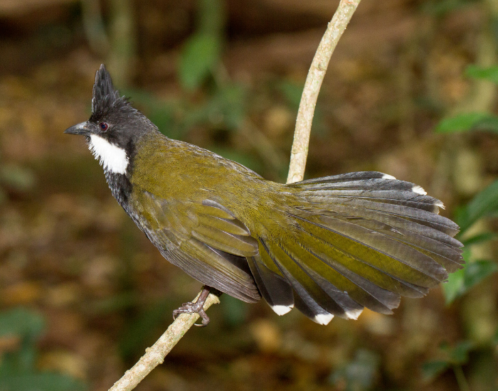 Eastern whipbird perched on a branch at Red Cliff.