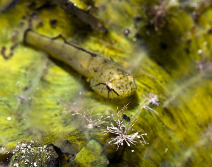 an Emerald Clingfish photo underwater camouflaged