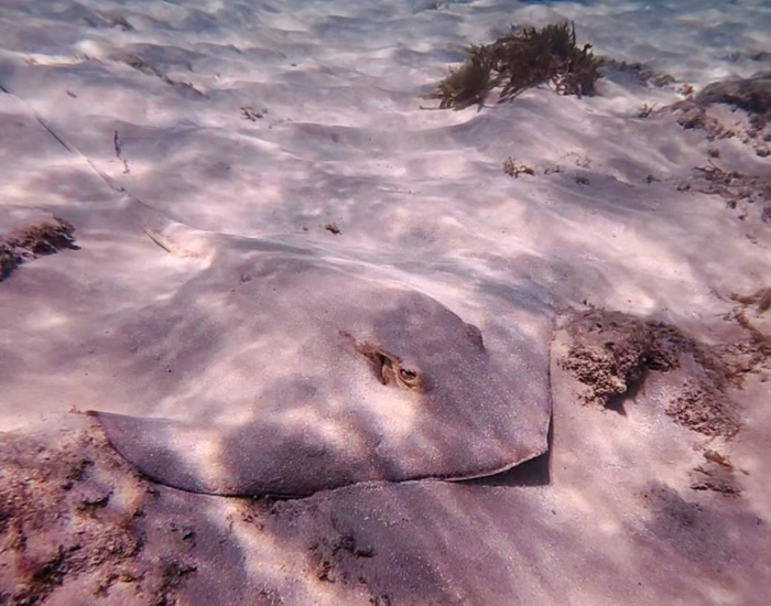 a Estuary stingray underwater in shallow water