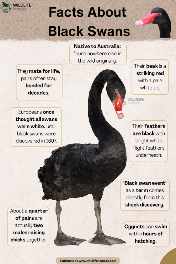 A visual infographic titled "Facts About Black Swans" displaying a prominent photo of a Black Swan standing upright, surrounded by eight text boxes highlighting key facts, such as their red beak, lifetime mating habits, male-male parenting pairs, and quick-swimming cygnets.
