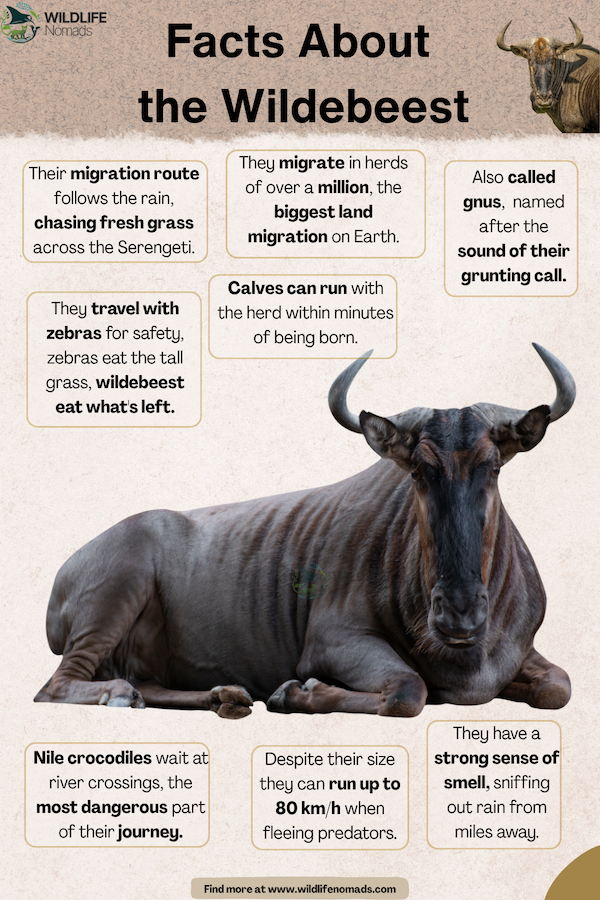educational graphic featuring a seated wildebeest surrounded by key facts about its migration, speed, predators, and behavior.