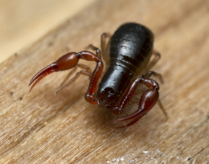 Macro view of a tiny brown pseudoscorpion with large pincer-like pedipalps resting on a wooden surface.