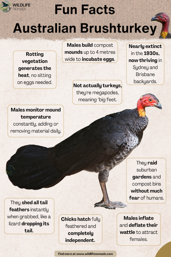 Infographic highlighting fun facts about the Australian Brushturkey, surrounding a side-profile image of the bird with details on its mound-building behavior, chicks, and megapode traits.