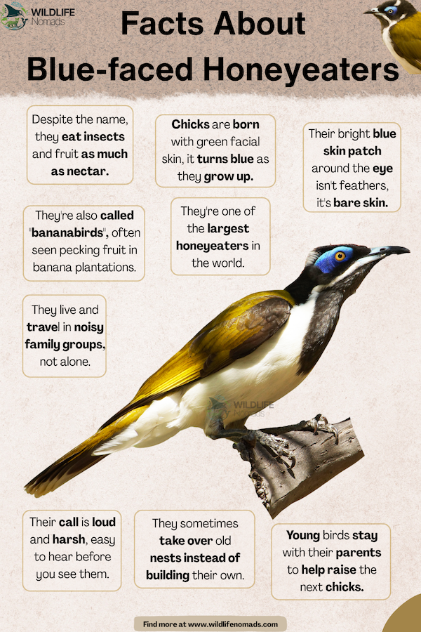 Infographic detailing Blue-faced Honeyeater facts, featuring a distribution map of Australia, scientific classification (Entomyzon cyanotis), diet, lifespan, size, and social behavior.