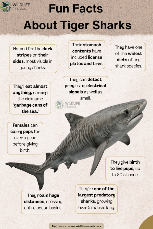 Infographic titled "Fun Facts About Tiger Sharks" featuring a central illustration of a tiger shark surrounded by text boxes highlighting facts about its stripes, diet, sensing abilities, reproduction, and size.