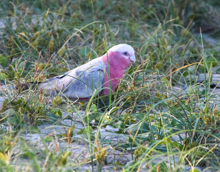 a galah laying on the grass at illaroo campground