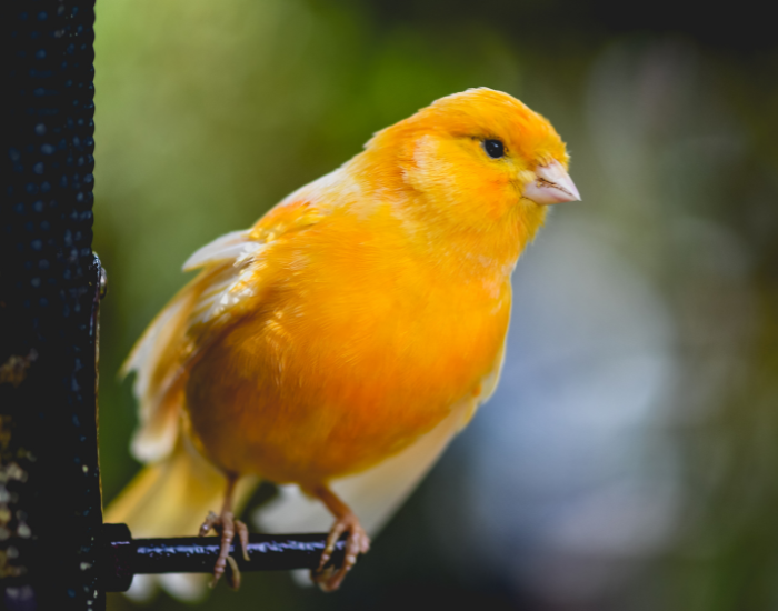 Warm orange-yellow German Roller canary perched on a wooden twig.