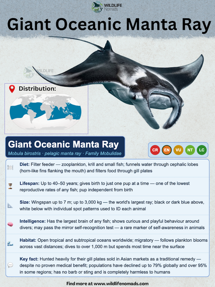 Species profile infographic for the Giant Oceanic Manta Ray detailing its global distribution map, diet, lifespan, size, and conservation status.