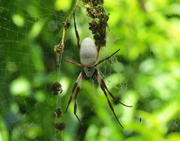A large golden orb-weaving spider resting upside down in its intricate web surrounded by green foliage.