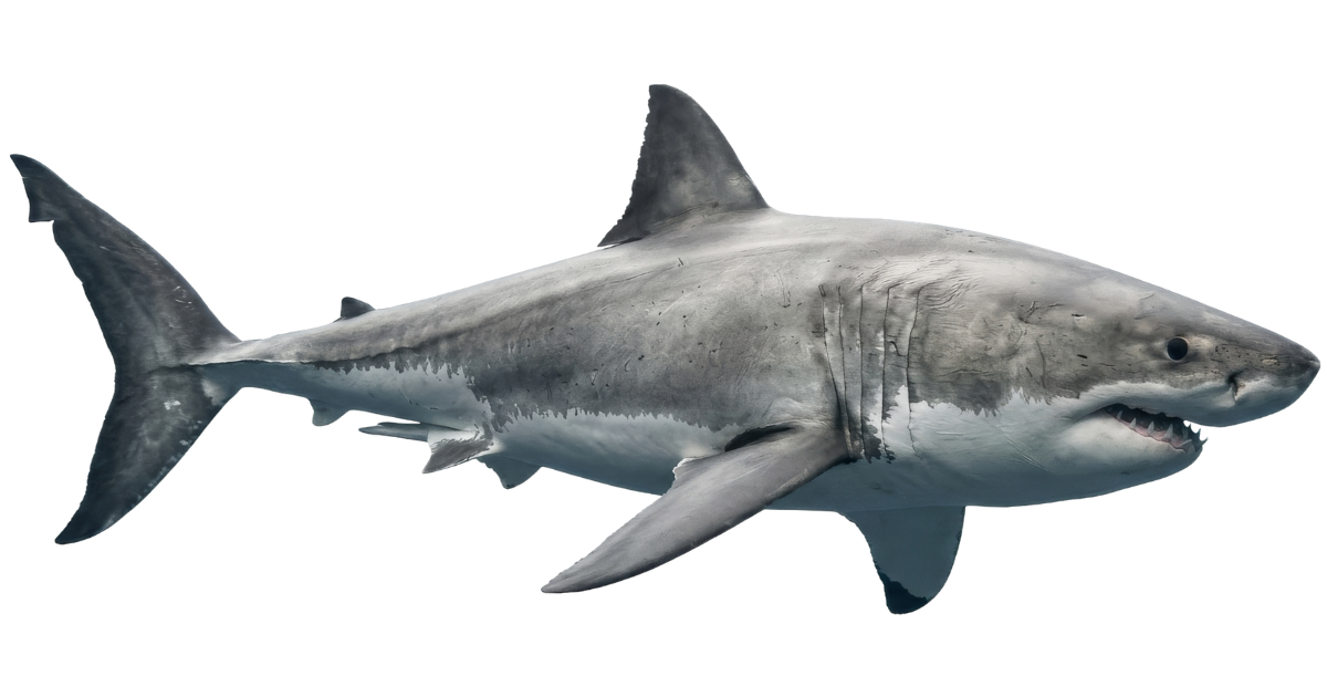 A great white shark at full speed, side view
