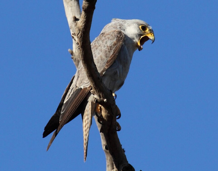 A Grey Falcon perched on a bare branch with its beak wide open calling, set against a bright blue sky.
